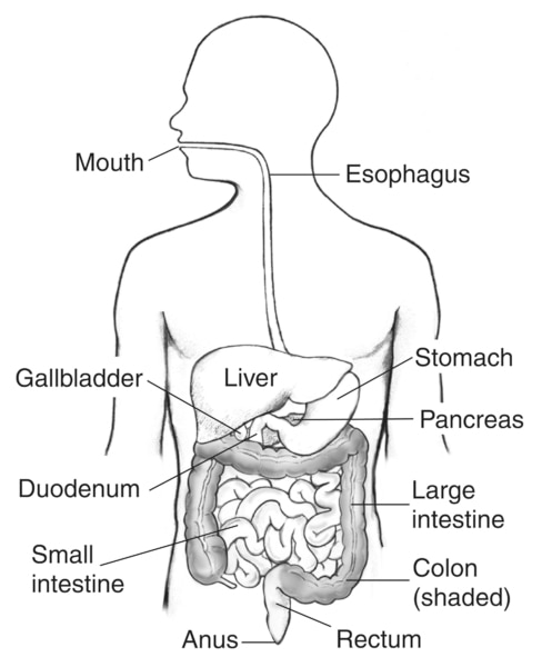 Drawing of the digestive system inside the outline of a man’s torso with labels pointing to the mouth, esophagus, stomach, liver, gallbladder, pancreas, duodenum, small intestine, large intestine, colon, rectum, and anus.