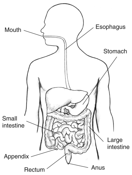 Drawing of digestive tract within the outline of the top half of a human body.