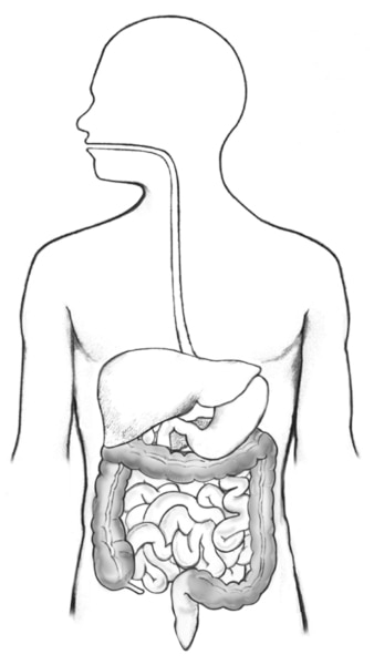 Drawing of the digestive system inside the outline of a man’s torso.