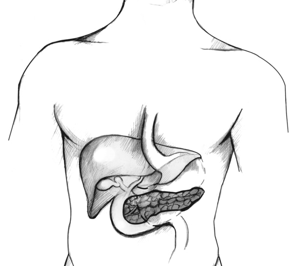 Dibujo de un torso donde se muestran el hígado y el páncreas.