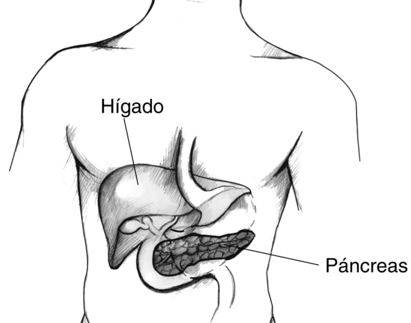 Dibujo de un torso que muestra el hígado y el páncreas etiquetado.