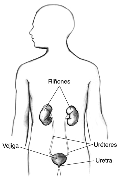 Ilustración de las vías urinarias en la silueta de un cuerpo masculino. Los letreros señalan los riñones, la vejiga, los uréteres y la uretra.