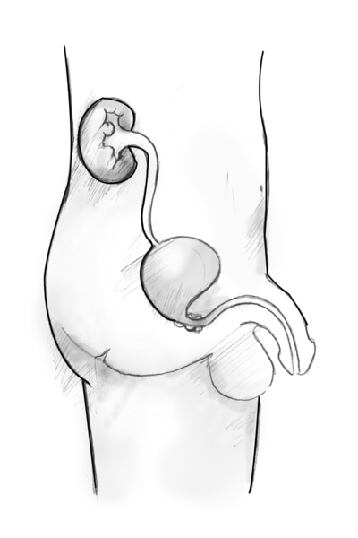 Vista lateral diagrama del tracto urinario masculino. Los órganos aparecen dentro de la silueta de un joven de sexo masculino se muestra desde el abdomen hasta el muslo.