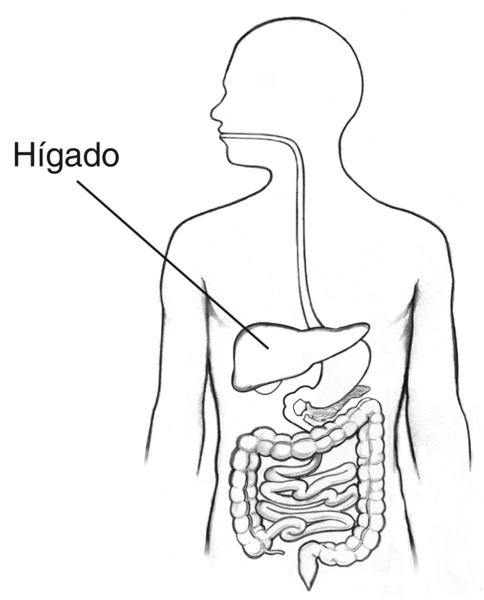 Dibujo del tracto digestivo dentro del contorno del torso de un hombre con la etiqueta que apunta hacia el hígado.