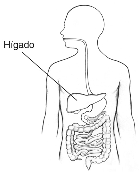 Dibujo del tracto digestivo dentro del contorno del torso de un hombre con la etiqueta que apunta hacia el hígado.