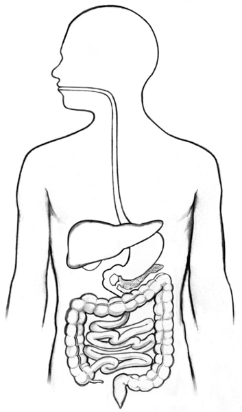 Dibujo del tracto digestivo en el interior del contorno del torso de un hombre.