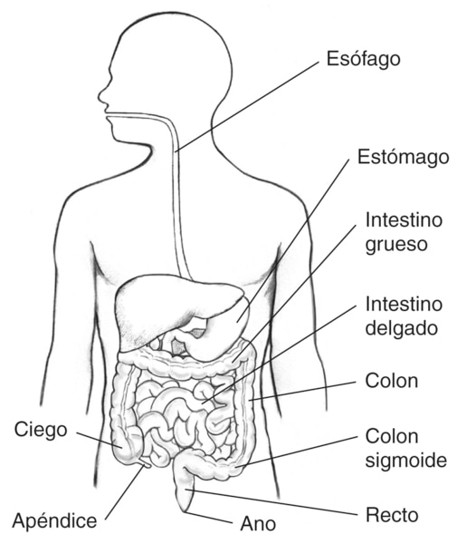 Dibujo de los músculos de esfínteres anales externo e interno con el esfínter interno, el esfínter externo, el recto y el ano etiquetados.