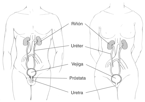 Dibujo del tracto urinario masculino y femenino.