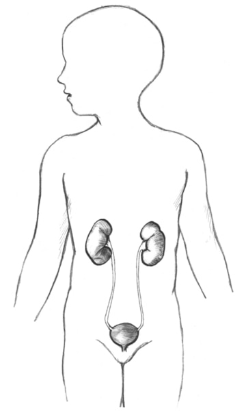 Drawing of the urinary tract inside the outline of the upper half of a human body.