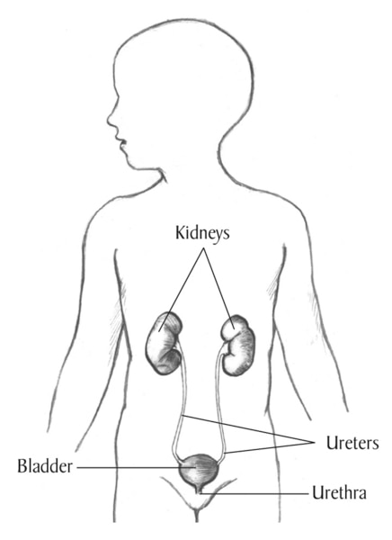 Drawing of the urinary tract inside the outline of the upper half of a human body. The kidneys, ureters, bladder, and urethra are labeled.