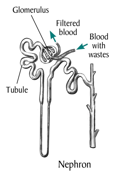 Drawing of a nephron, with labels pointing to glomerulus, tubule, filtered blood, blood with wastes.