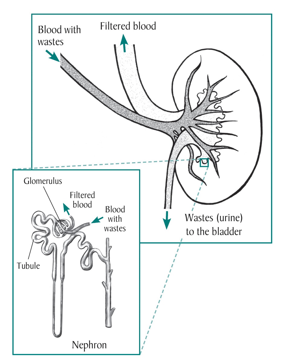 1700 Kidney Drawing Stock Photos Pictures  RoyaltyFree Images  iStock   Kidney cartoon