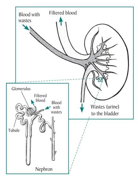 Drawing of a kidney with an inset of a nephron.