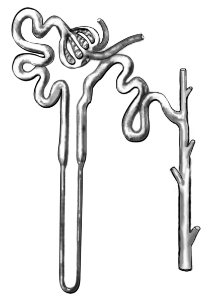 Drawing of a nephron.