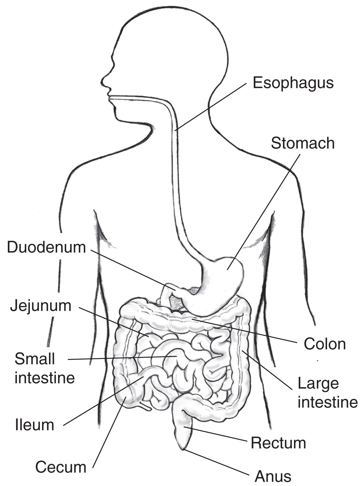 Draw a labeled diagram of the human digestive system. [5 MARKS]