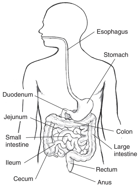 Sketch human small intestine anatomical organ Vector Image