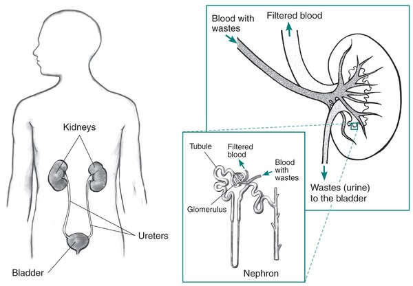 Drawing of urinary tract inside the outline of the upper half of a human body and a drawing of a kidney with an inset of a nephron.