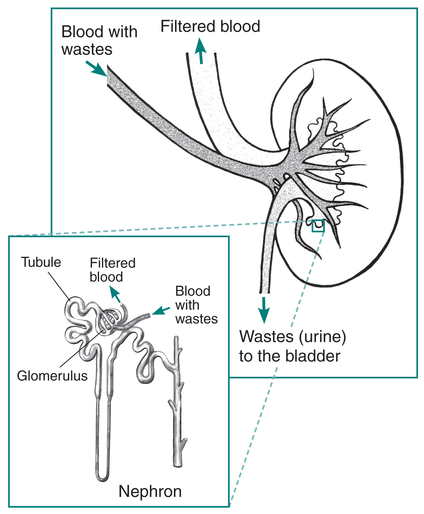 Drawing of a kidney with an inset of a nephron Media Asset NIDDK