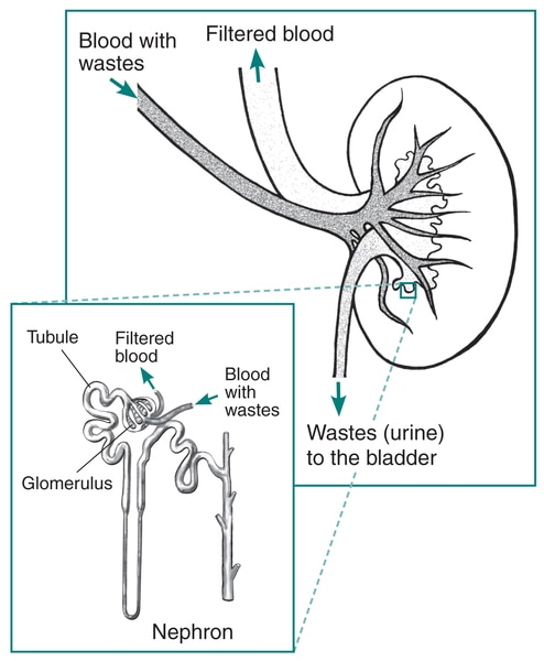 Drawing of a kidney with an inset of a nephron.