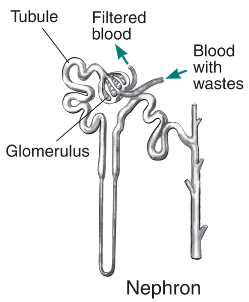 Drawing of a nephron with labels pointing to glomerulus, tubule, filtered blood and blood with wastes.