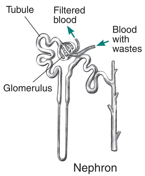 Drawing of a nephron with labels pointing to glomerulus, tubule, filtered blood and blood with wastes.