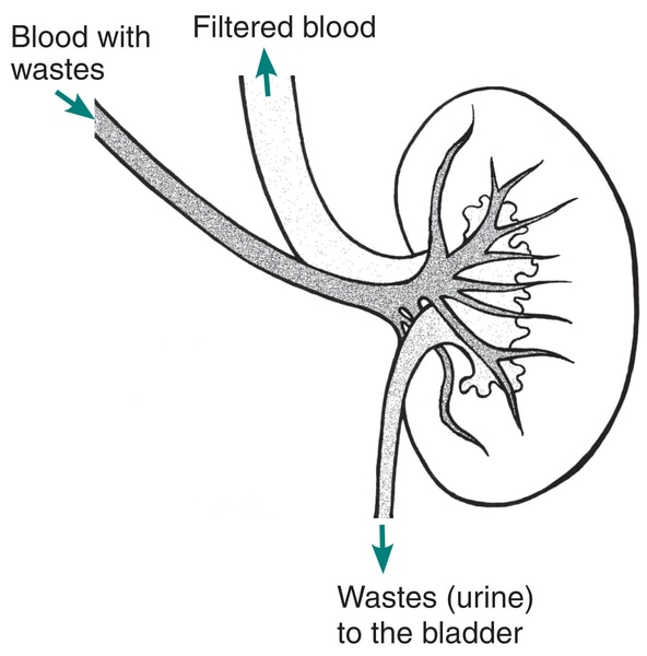 Drawing of a kidney with labels pointing to blood with wastes, filtered blood and wastes (urine) to the bladder.