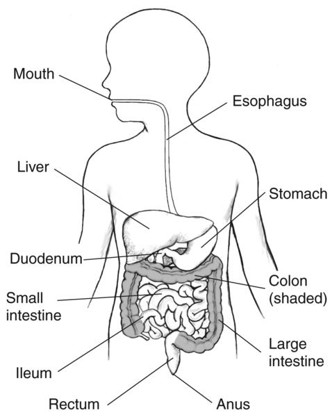 Drawing of the GI tract with labels for the mouth, esophagus, stomach, liver, small intestine, duodenum, ileum, large intestine, colon, rectum, and anus.