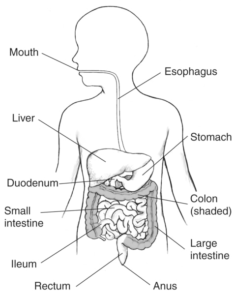 Drawing of the GI tract with labels for the mouth, esophagus, stomach, liver, small intestine, duodenum, ileum, large intestine, colon, rectum, and anus.