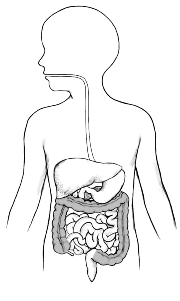 Drawing of the GI tract