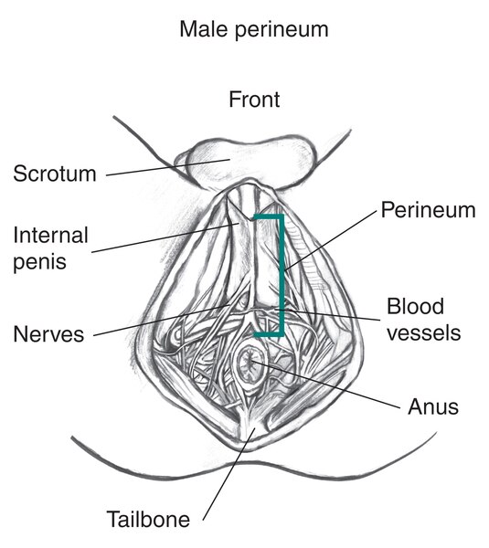 Drawing of the male perineum with scrotum, internal penis, perineum, nerves, blood vessels, tailbone, and anus labeled.