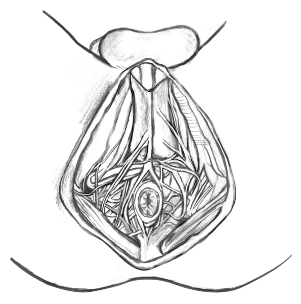 Drawing of the male perineum.