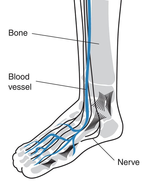 Drawing of a foot showing blood vessels, bones, and nerves labeled.