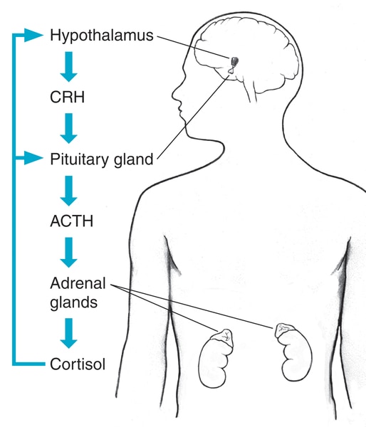 Drawing of the hypothalamus and adrenal glands within the outline of a male body. Sequence of cortisol production is illustrated.