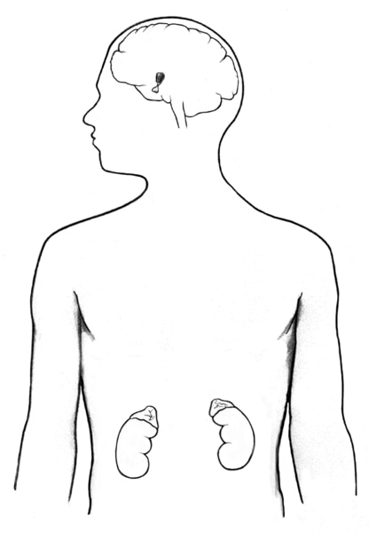 Learn How To Draw A Human Body With The 75 Heads Rule  Paintingcreativity