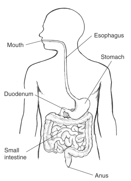 Drawing of the digestive tract within an outline of the human body. The mouth, esophagus, stomach, duodenum, small intestine, and anus are labeled.