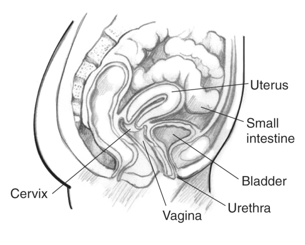 Drawing of a woman’s pelvic area with the cervix, vagina, urethra, bladder, small intestine, and uterus labeled.