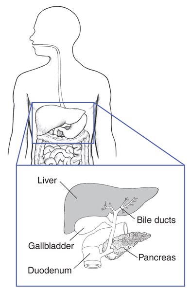 Drawing of the liver, bile ducts, gallbladder, pancreas, and duodenum labeled.