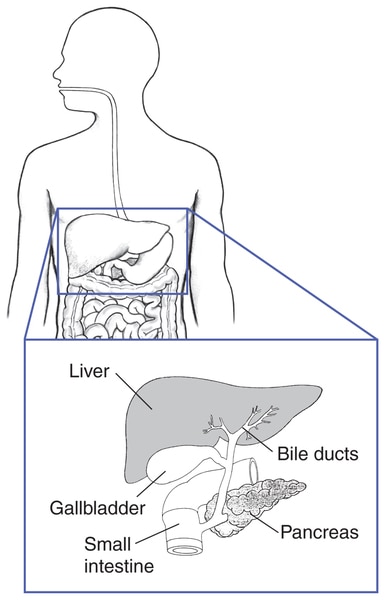 Drawing of the liver, bile ducts, gallbladder, pancreas, and small intestine.