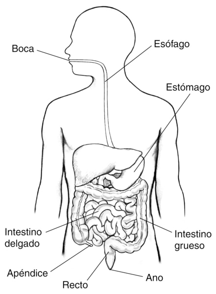 Imagen del tracto gastrointestinal dentro de un boceto del parte superior de un cuerpo humano.