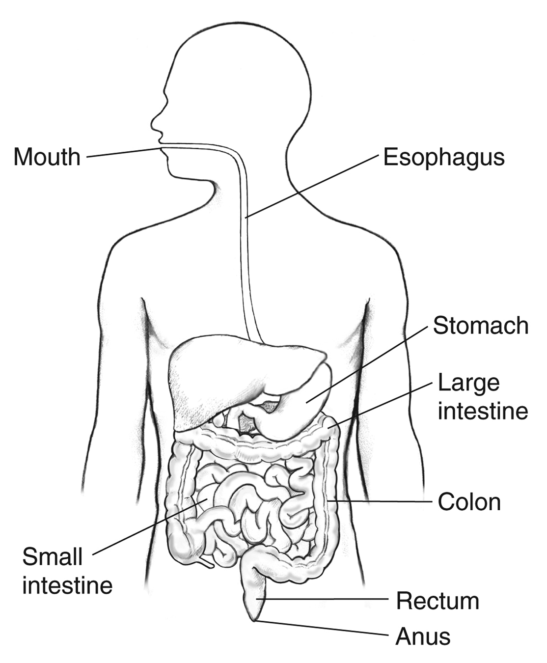 Digestive tract with labels for the mouth esophagus stomach small