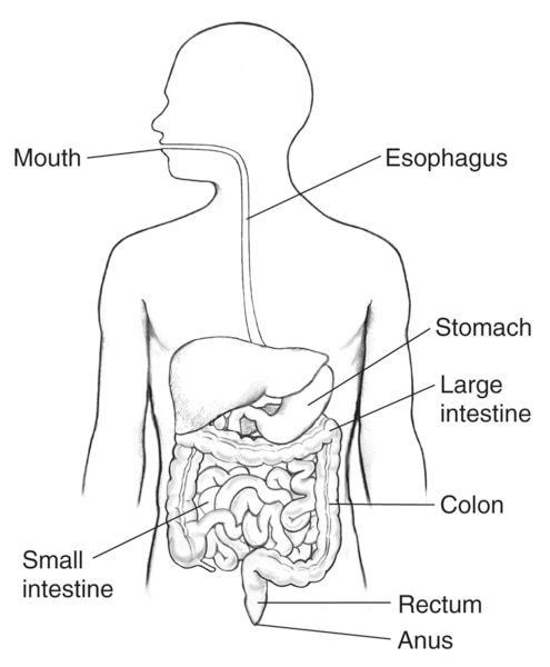 Drawing of the digestive tract within an outline of the human body.  The mouth, esophagus, stomach, small intestine, large intestine, colon, rectum, and anus are labeled.