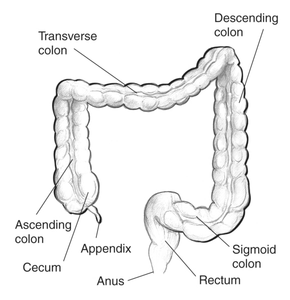 Drawing of the large intestine. The appendix, cecum, ascending colon, transverse colon, descending colon, sigmoid colon, rectum, and anus are labeled.