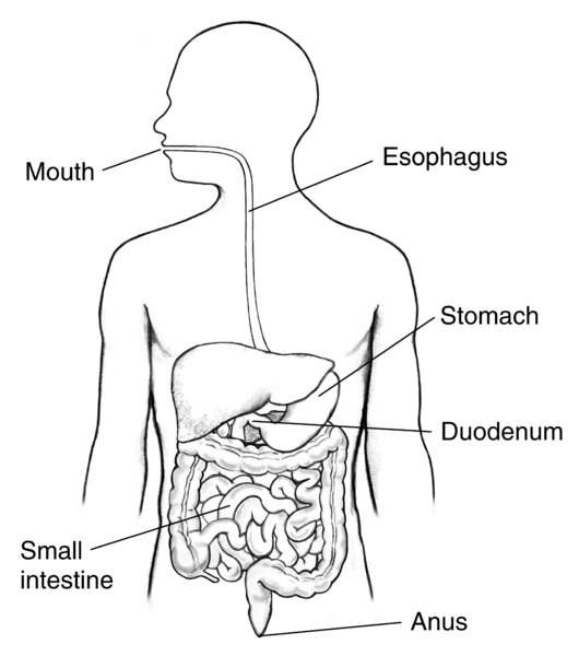 Drawing of the digestive tract within an outline of the human body. The mouth, esophagus, stomach, duodenum, small intestine, and anus are labeled.