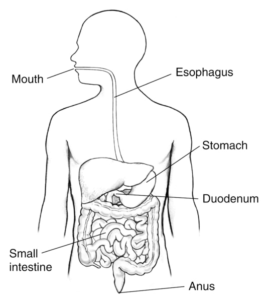 Drawing of the digestive tract within an outline of the human body. The mouth, esophagus, stomach, duodenum, small intestine, and anus are labeled.