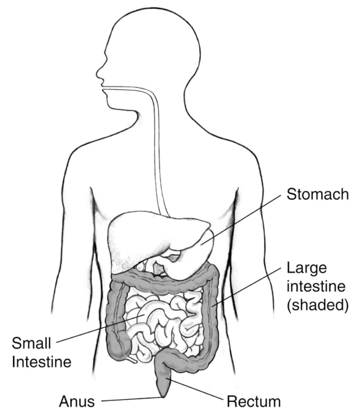 Drawing of the digestive tract within an outline of the human body. The stomach, small intestine, large intestine, rectum, and anus are labeled.