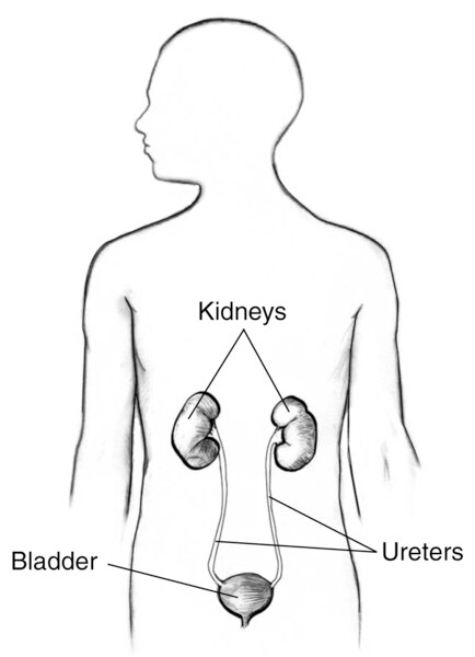 Drawing of the urinary tract inside the outline of the upper half of a human body. The kidneys, ureters, and bladder are labeled.