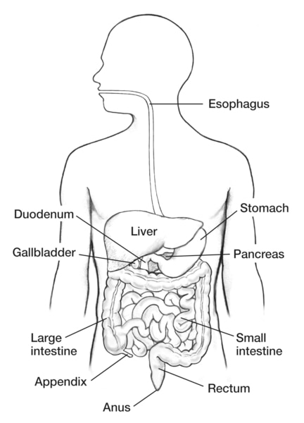 Drawing of the digestive system within an outline of the top half of a male body, with labels pointing to esophagus, stomach, pancreas, liver, small intestine, rectum, anus, appendix, large intestine, gallbladder, and duodenum.