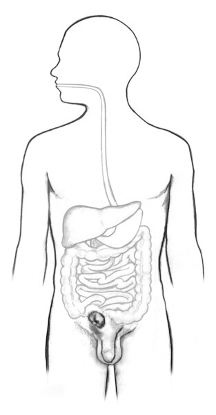 Drawing of the digestive tract within the outline of a male body.