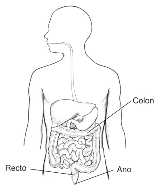 Ilustración del tracto digestivo dentro de un perfil de la mitad superior de un cuerpo humano. Están marcados el colon, recto y ano.