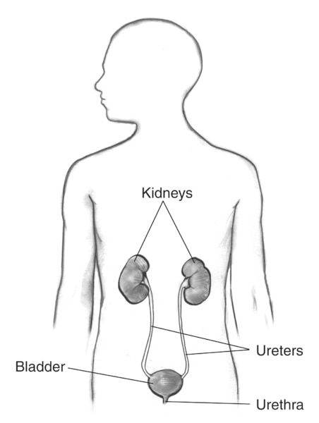 Drawing of outline of a male figure with labels pointing to the kidneys, ureters, bladder, and urethra.